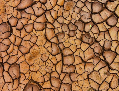 Raising Climate Leaders: Ghana’s Students Step Up for a Greener Future