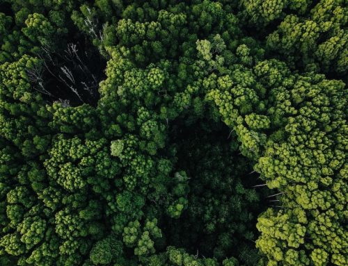 Empowering the Next Generation: How Ghanaian Youth Are Leading Climate Action